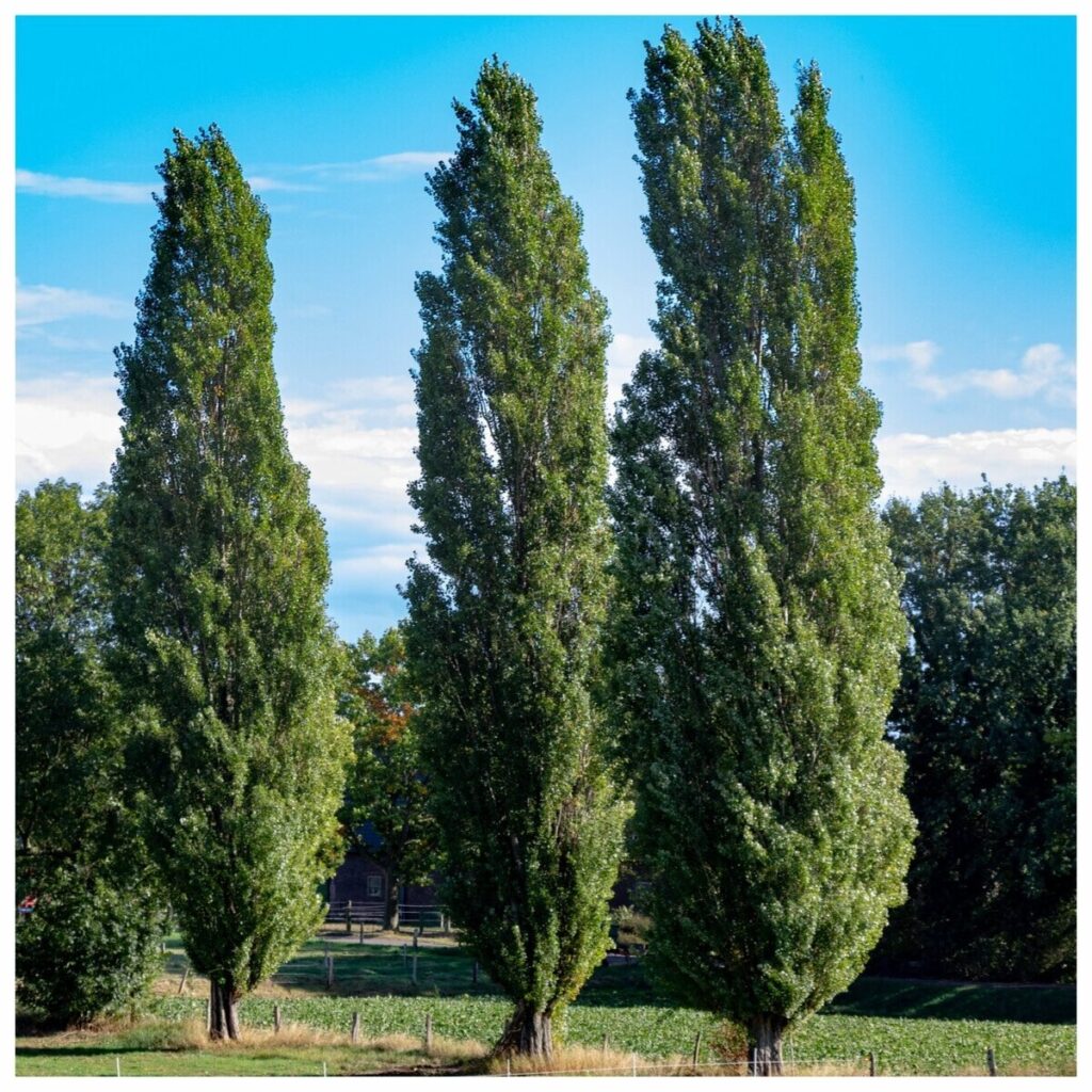 Olasz nyárfa (Populus nigra 'Italica')