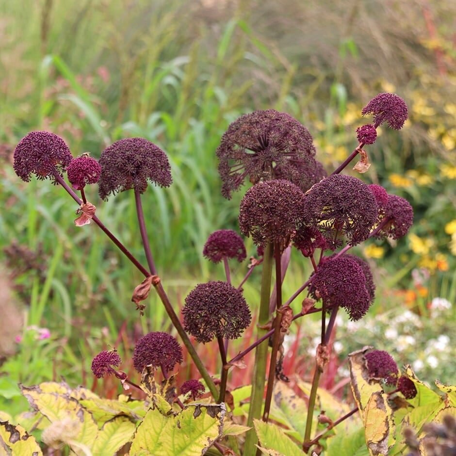 Óriás angyalgyökér (Angelica gigas)