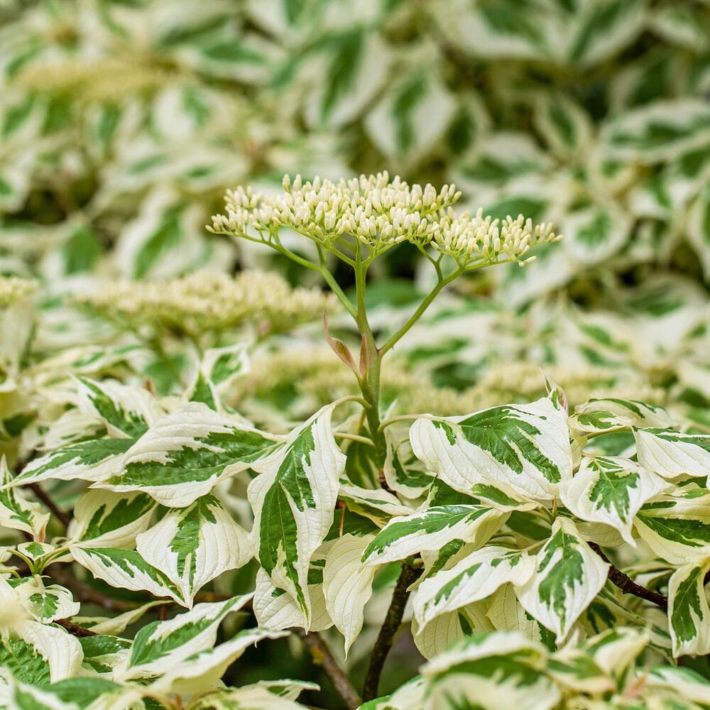 Óriás som (Cornus controversa 'Variegata')