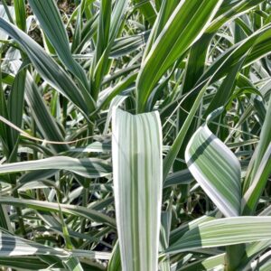Óriásnád (Arundo donax 'Aureovariegata')