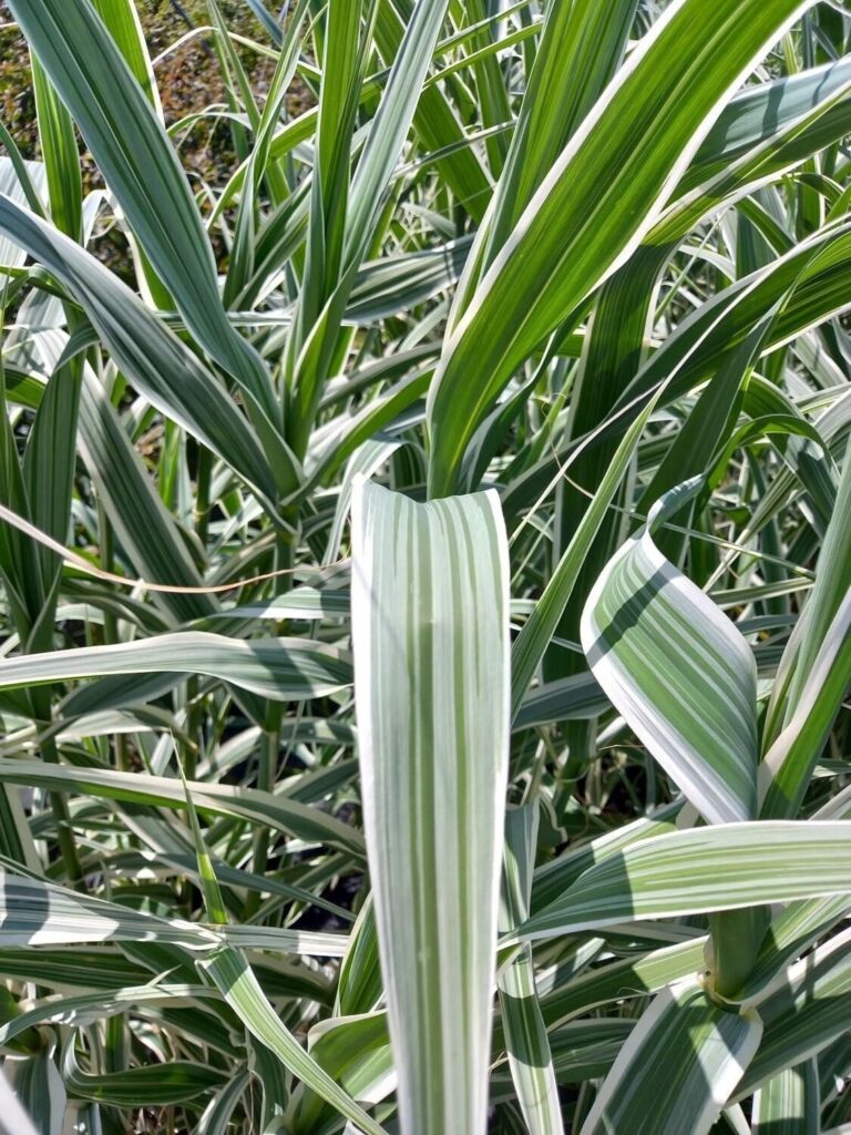 Óriásnád (Arundo donax 'Aureovariegata')