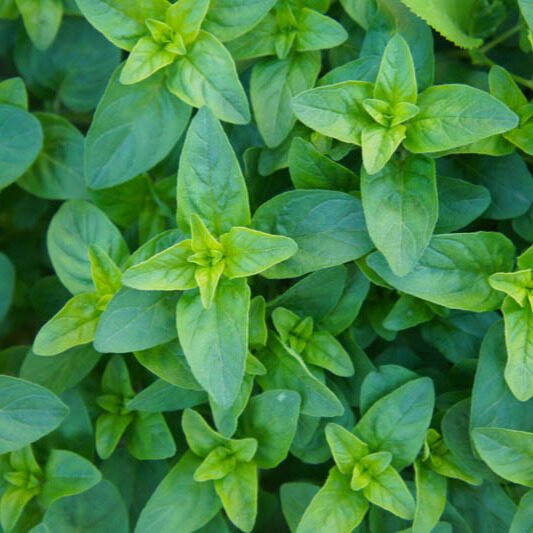 Origanum vulgare