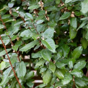 Örökzöld ezüstfa (Elaeagnus × ebbingei)