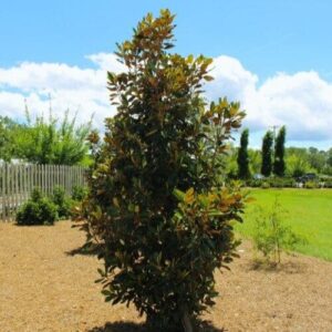 Örökzöld liliomfa (Magnolia grandiflora 'Little Gem')