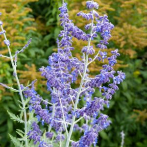 Orosz zsálya (Perovskia atriplicifolia 'Blue Spire')