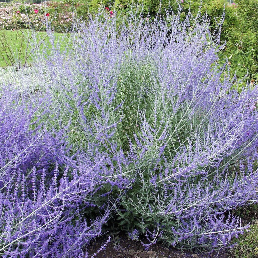 Orosz zsálya (Perovskia atriplicifolia 'Blue Spire')