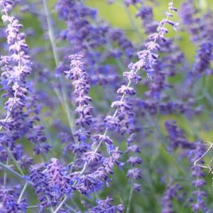 Orosz zsálya (Perovskia atriplicifolia 'Blue Spire')
