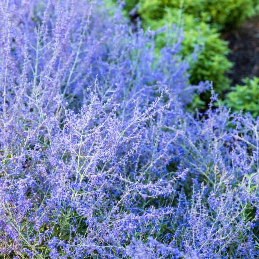 Orosz zsálya (Perovskia atriplicifolia)