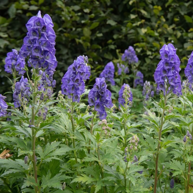 Őszi sisakvirág (Aconitum carmichaelii 'Arendsii')