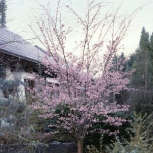 Őszi virágzású díszcseresznye (Prunus subhirtella 'Autumnalis Rosea')