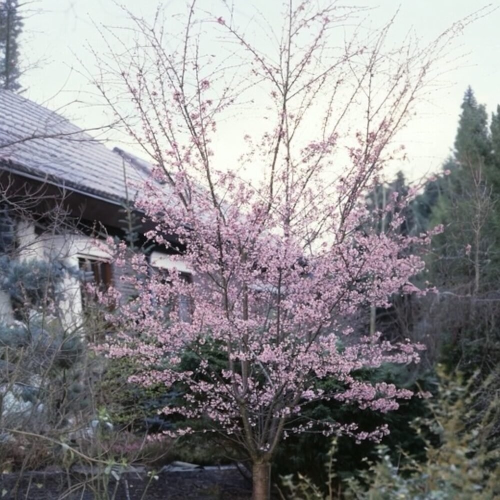 Őszi virágzású díszcseresznye (Prunus subhirtella 'Autumnalis Rosea')