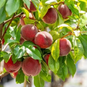 Őszibarack (Prunus persica 'Redhaven')