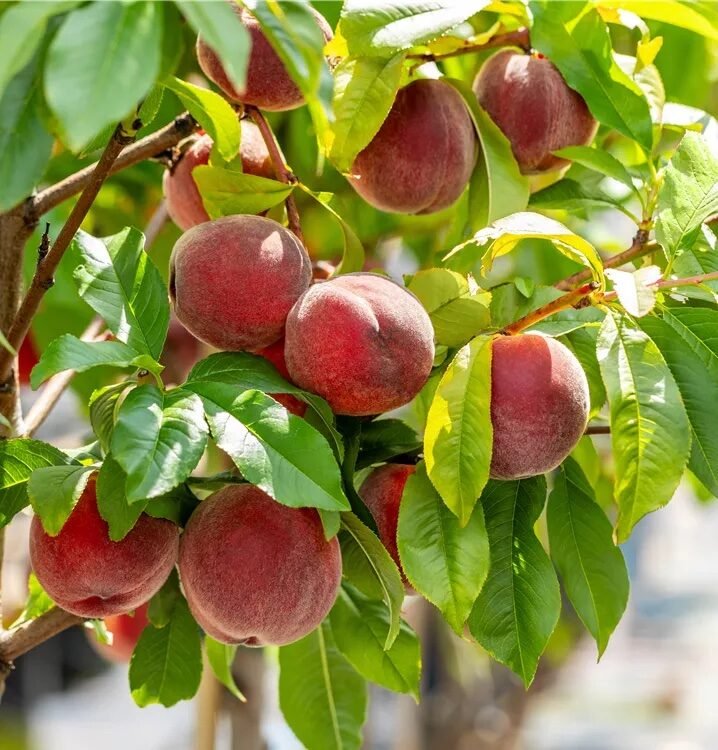 Őszibarack (Prunus persica 'Redhaven')