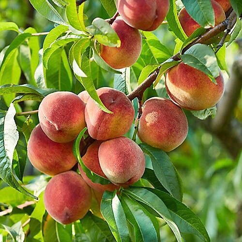 Őszibarack (Prunus persica 'Suncrest')