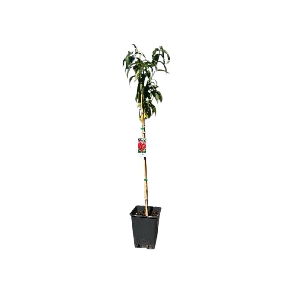 Őszibarack (Prunus persica 'Sweet Lady')