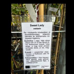 Őszibarack (Prunus persica 'Sweet Lady')