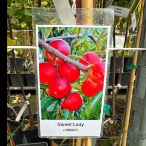 Őszibarack (Prunus persica 'Sweet Lady')