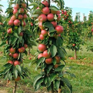 Oszlopos alma (Malus domestica 'Rondo')