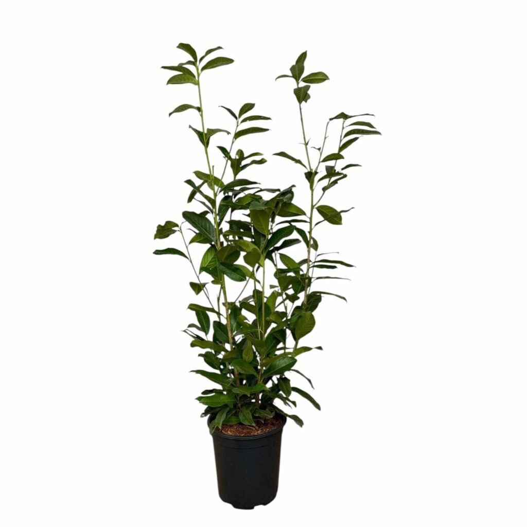 Oszlopos babérmeggy (Prunus laurocerasus 'Genolia')