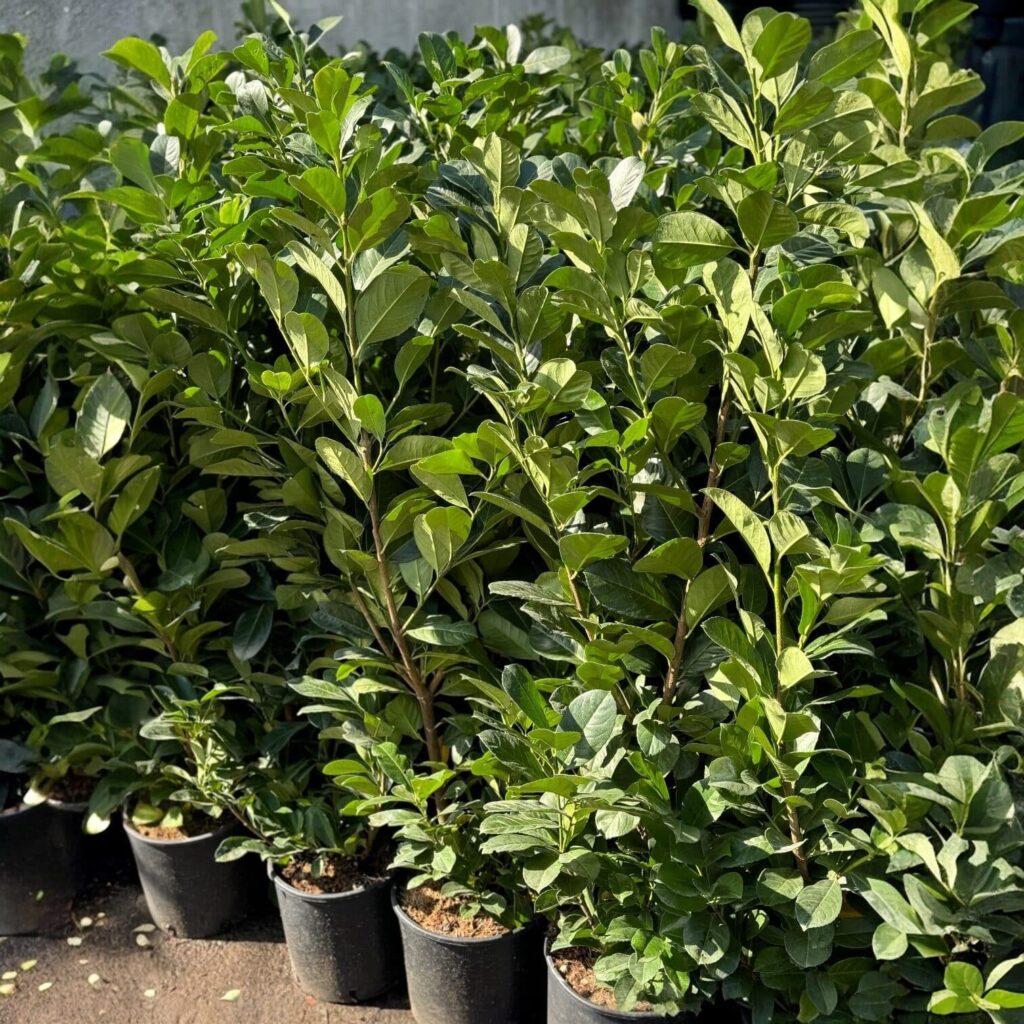 Oszlopos babérmeggy (Prunus laurocerasus 'Genolia')