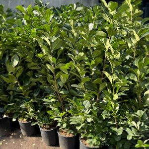 Oszlopos babérmeggy (Prunus laurocerasus 'Genolia')