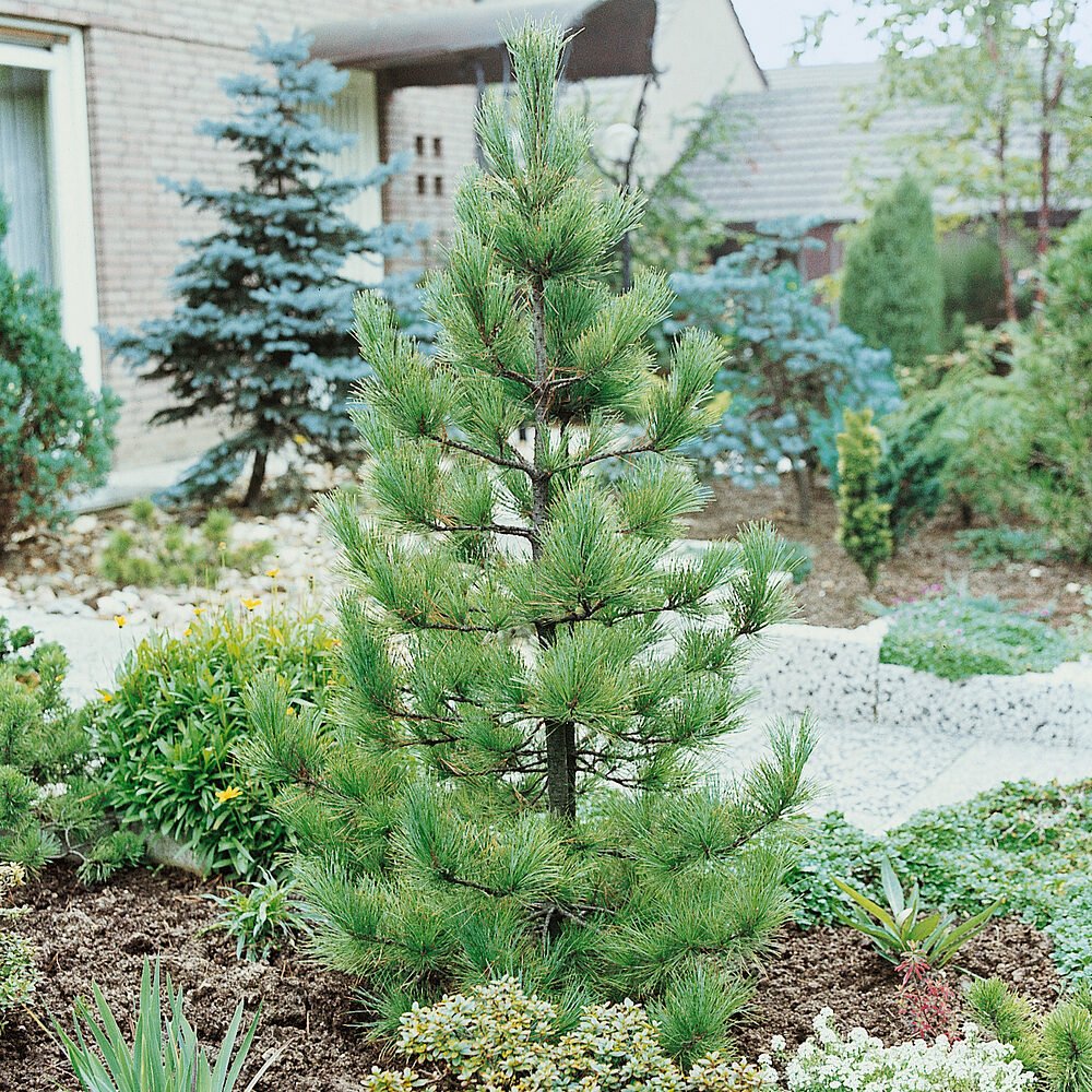 Oszlopos cirbolyafenyő (Pinus cembra 'Fastigiata')
