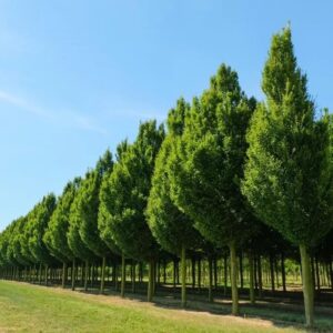 Oszlopos gyertyán (Carpinus betulus 'Fastigiata')