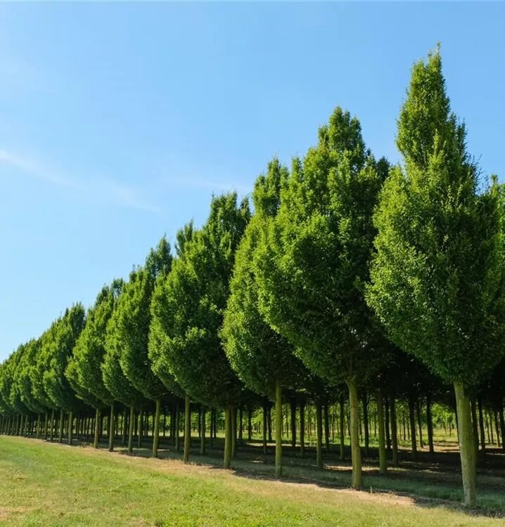 Oszlopos gyertyán (Carpinus betulus 'Fastigiata')