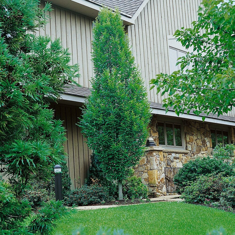 Oszlopos gyertyán (Carpinus betulus 'Fastigiata')