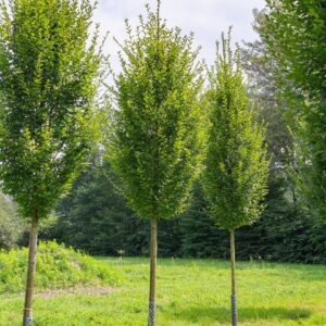 Oszlopos gyertyán (Carpinus betulus 'Pyramidalis')