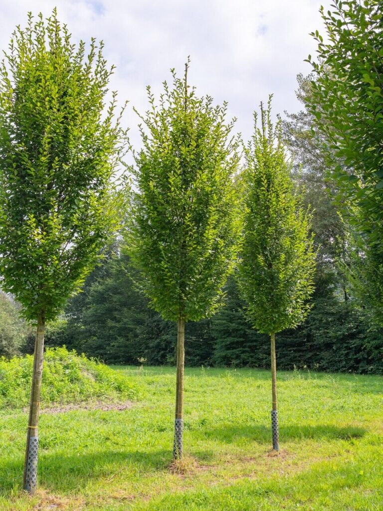 Oszlopos gyertyán (Carpinus betulus 'Pyramidalis')
