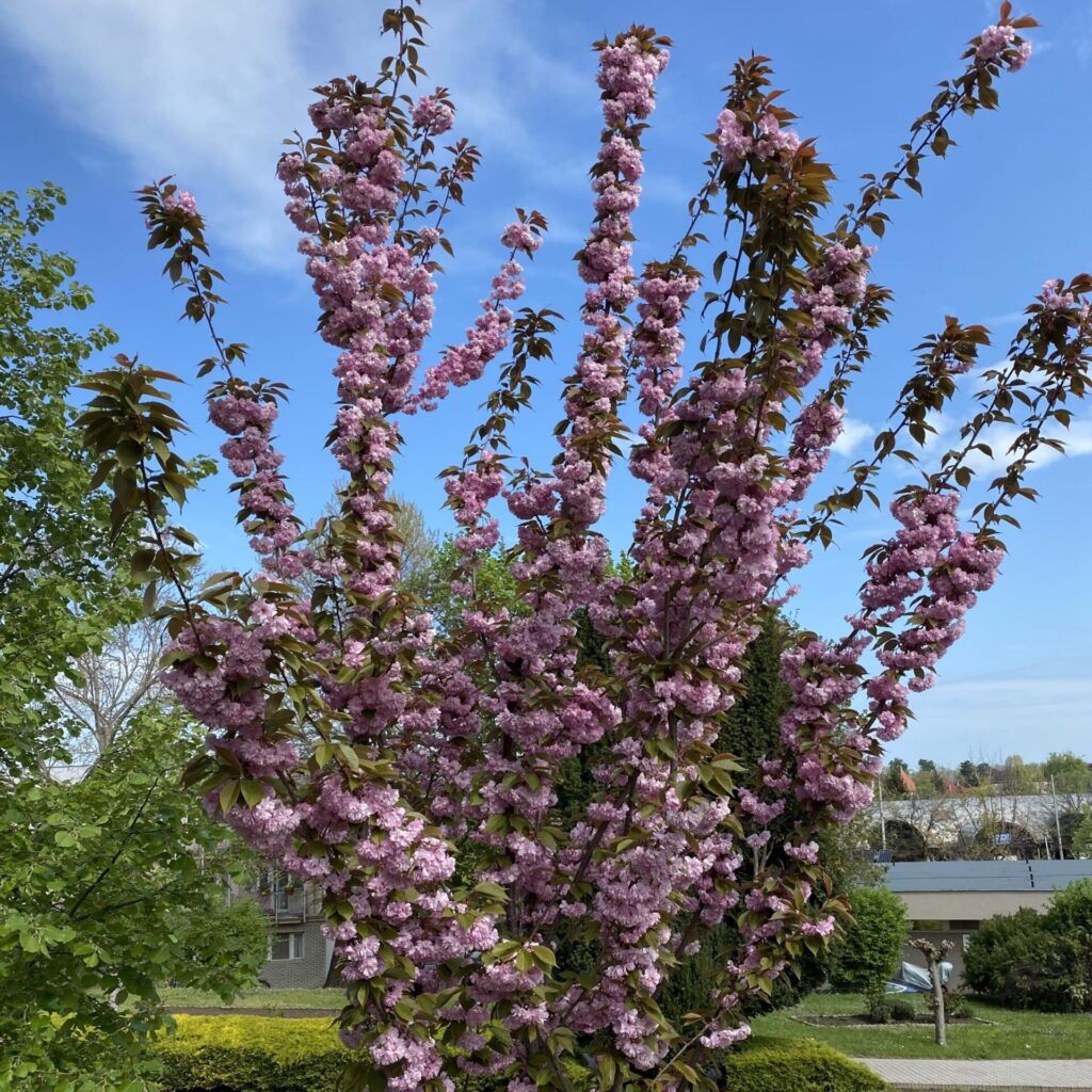 Oszlopos japán díszcseresznye (Prunus serrulata 'Sunset Boulevard')