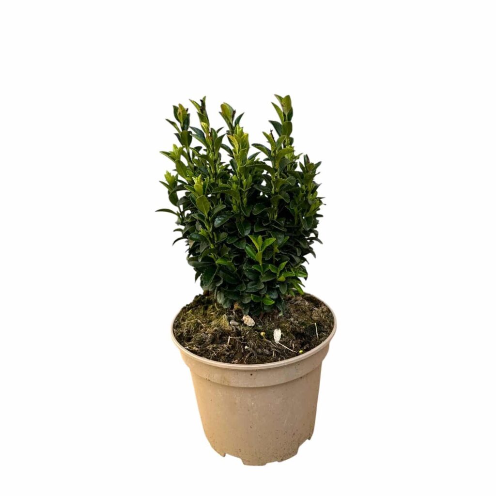 Oszlopos japán kecskerágó (Euonymus japonicus 'Green Spire')