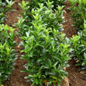 Oszlopos japán kecskerágó (Euonymus japonicus 'Green Spire')