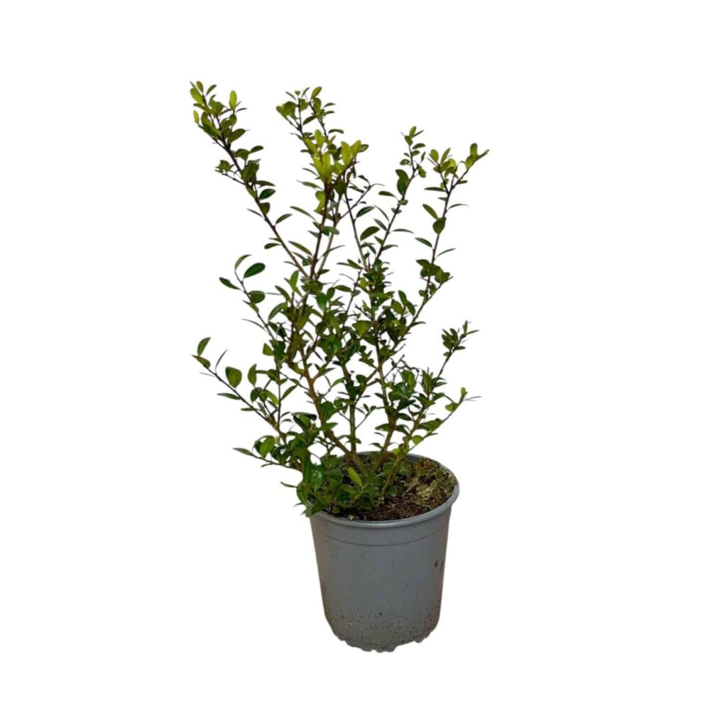 Oszlopos japán magyal (Ilex crenata 'Caroline Upright')