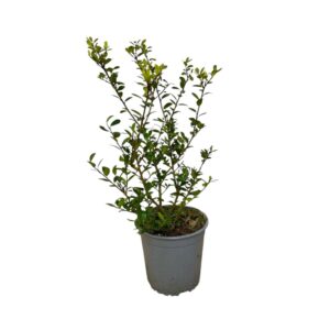 Oszlopos japán magyal (Ilex crenata 'Caroline Upright')