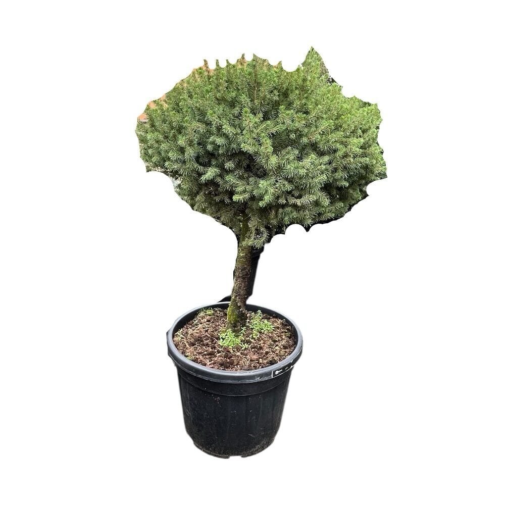 Oszlopos japán szilvafenyő (Cephalotaxus harringtonia 'Fastigiata')
