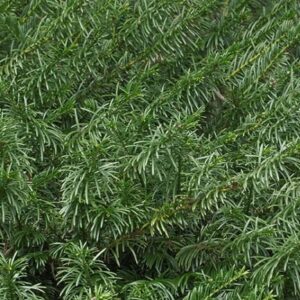 Oszlopos japán szilvafenyő (Cephalotaxus harringtonia 'Fastigiata')