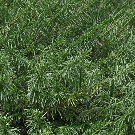 Oszlopos japán szilvafenyő (Cephalotaxus harringtonia 'Fastigiata')