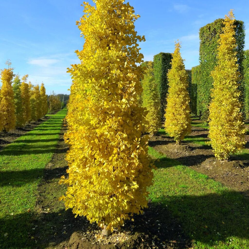 Oszlopos páfrányfenyő (Ginkgo biloba 'Eiffel')