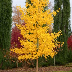 Oszlopos páfrányfenyő (Ginkgo biloba 'Saratoga')