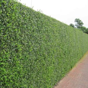 Ovális levelű fagyal (Ligustrum ovalifolium)