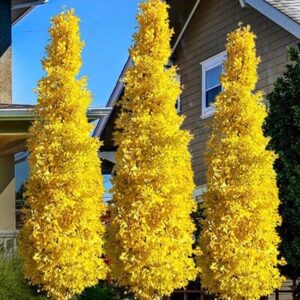 Páfrányfenyő (Ginkgo biloba 'Fastigiata')