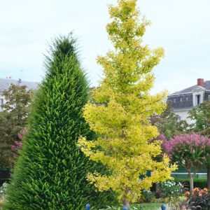 Páfrányfenyő (Ginkgo biloba 'Fastigiata Blagon')
