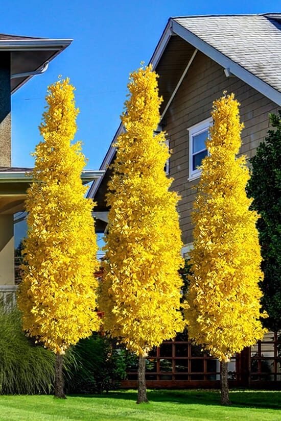 Páfrányfenyő (Ginkgo biloba 'Fastigiata')
