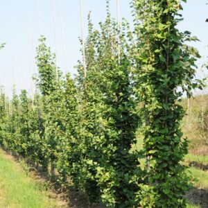 Páfrányfenyő (Ginkgo biloba 'Obelisk')
