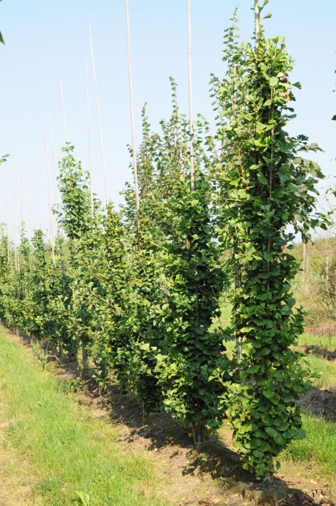 Páfrányfenyő (Ginkgo biloba 'Obelisk')
