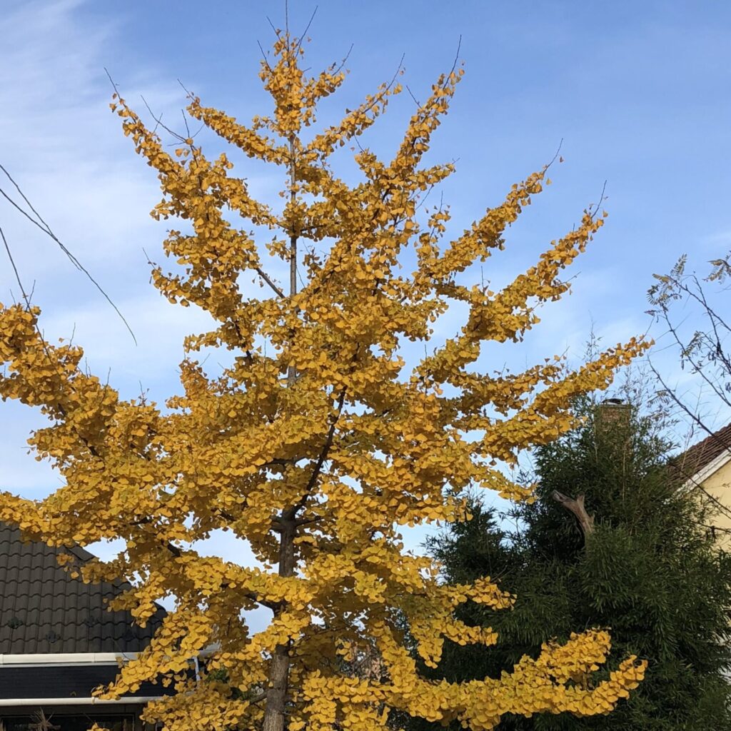 Páfrányfenyő (Ginkgo biloba 'Troll')