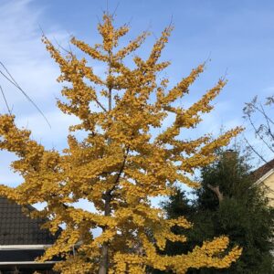 Páfrányfenyő (Ginkgo biloba 'Troll')