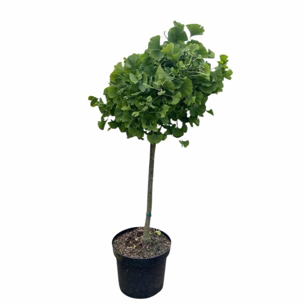Páfrányfenyő (Ginkgo biloba 'Troll')